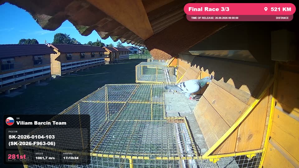 Pigeon Arrival Image For Race Final Race 3/3