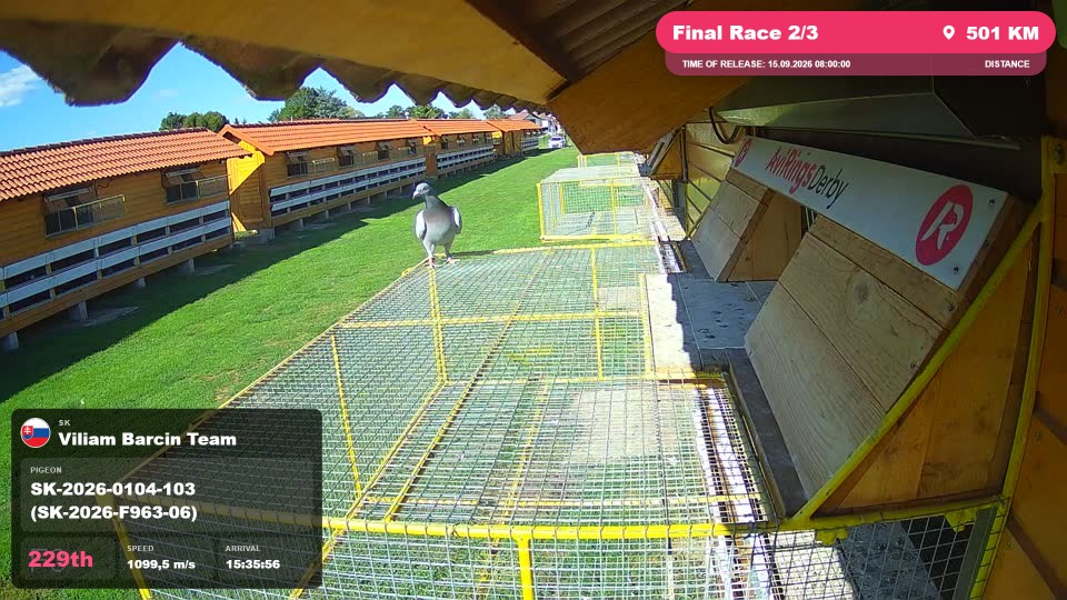 Pigeon Arrival Image For Race Final Race 2/3