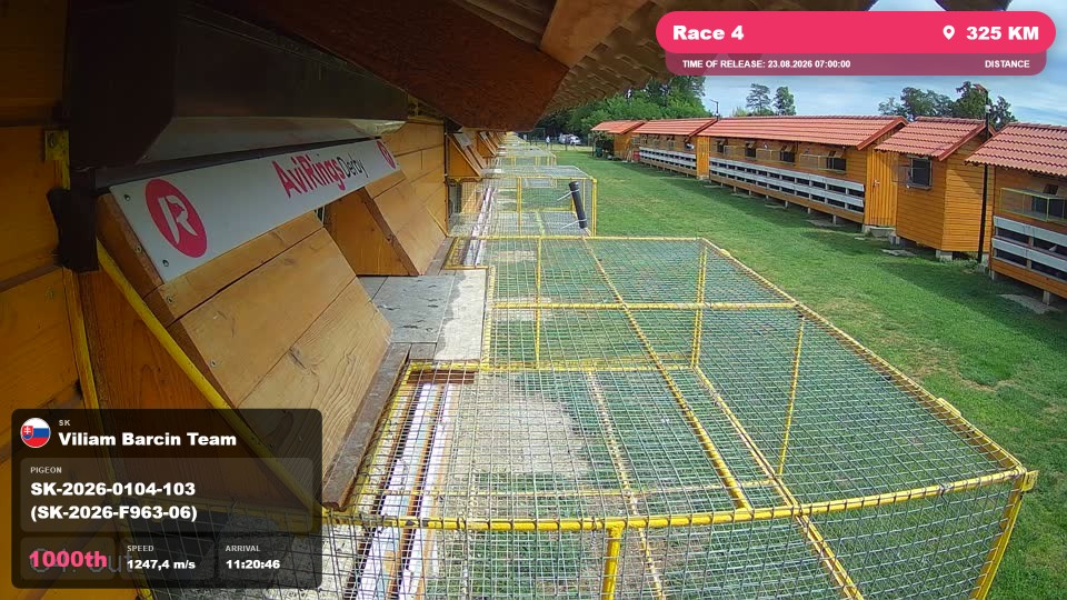 Pigeon Arrival Image For Race Race 4