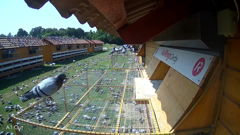 Pigeon Arrival Image For Race Race 3