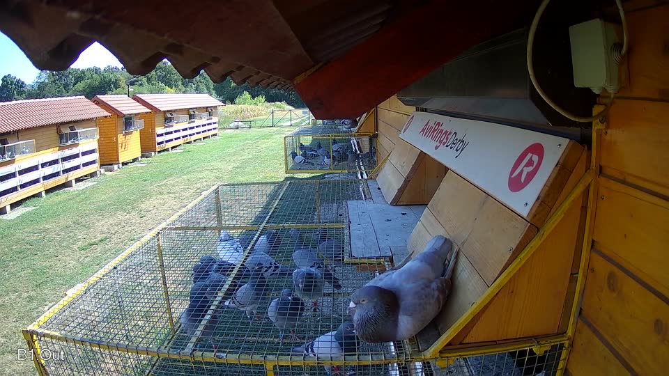 Pigeon Arrival Image For Race Race 2