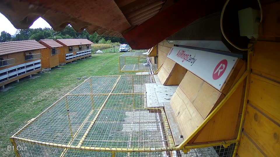 Pigeon Arrival Image For Race Race 4