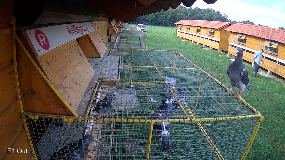 Pigeon Arrival Image For Race Final race 1
