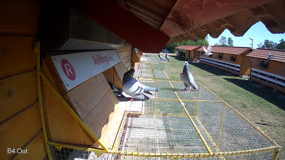 Pigeon Arrival Image For Race Race 3