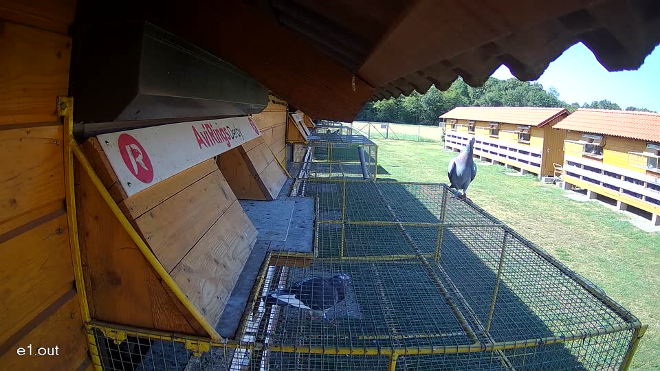 Pigeon Arrival Image For Race Race 2