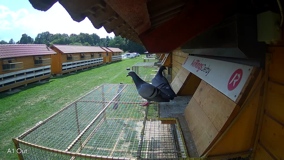 Pigeon Arrival Image For Race Race 6