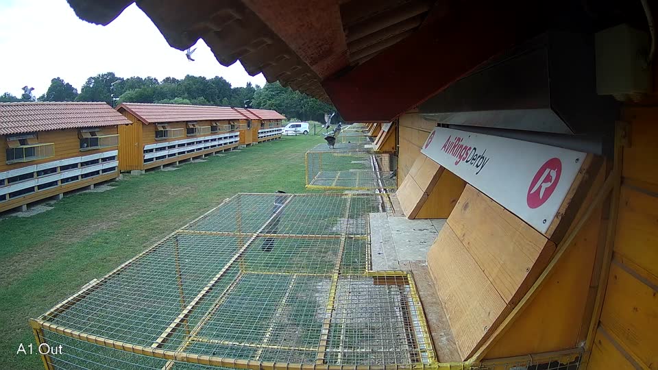 Pigeon Arrival Image For Race Race 3