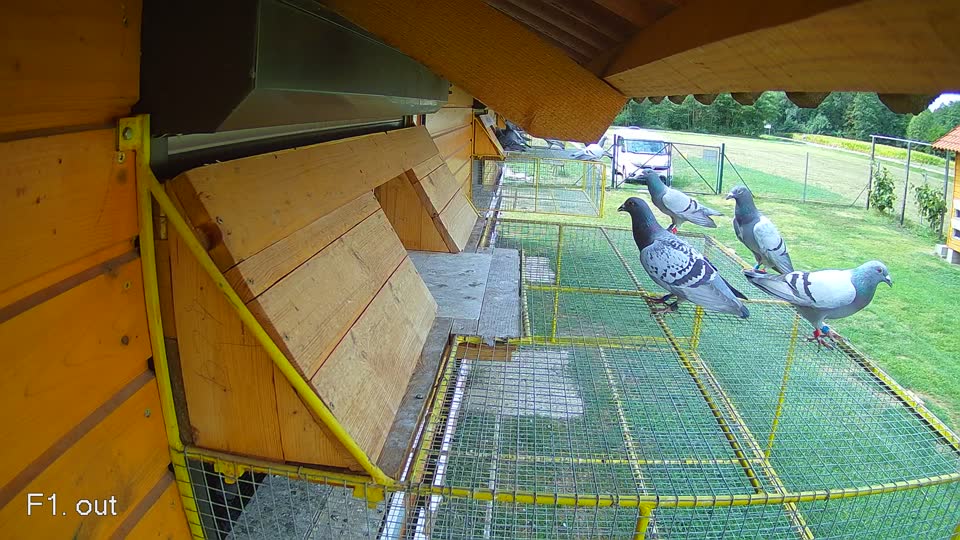 Pigeon Arrival Image For Race Race 4