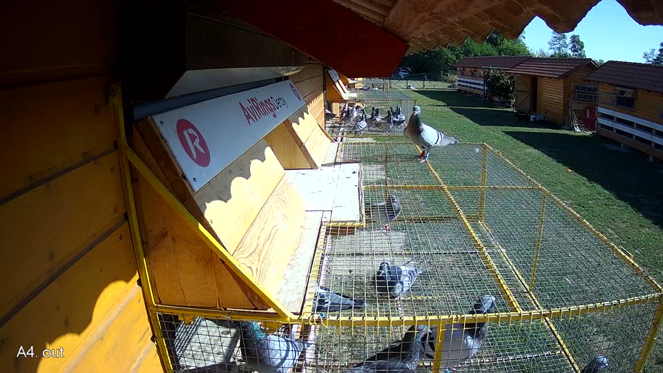 Pigeon Arrival Image For Race Race 5