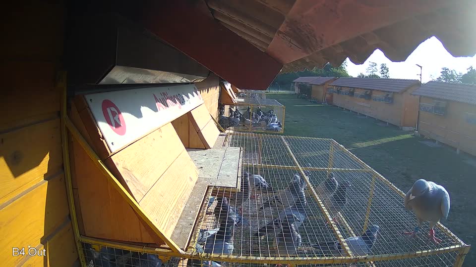 Pigeon Arrival Image For Race Race 1