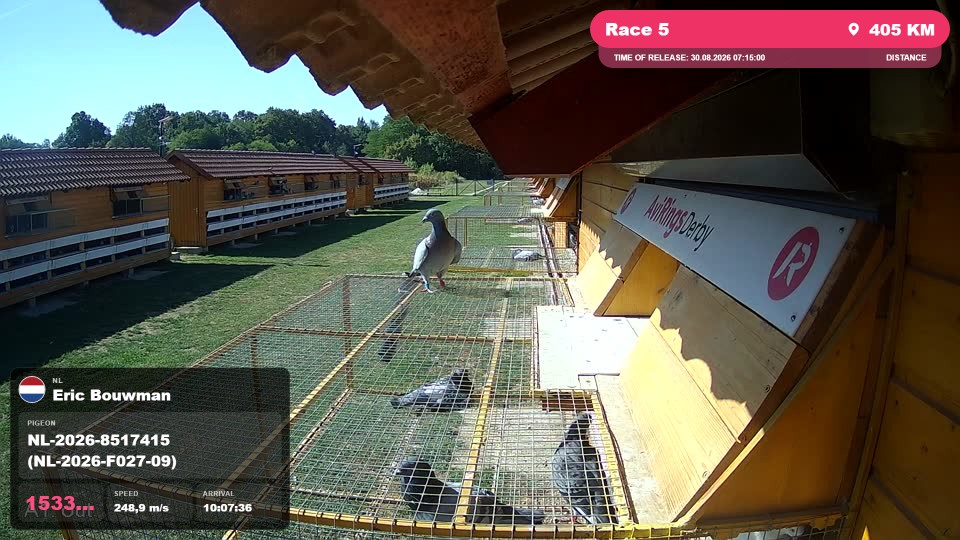 Pigeon Arrival Image For Race Race 5