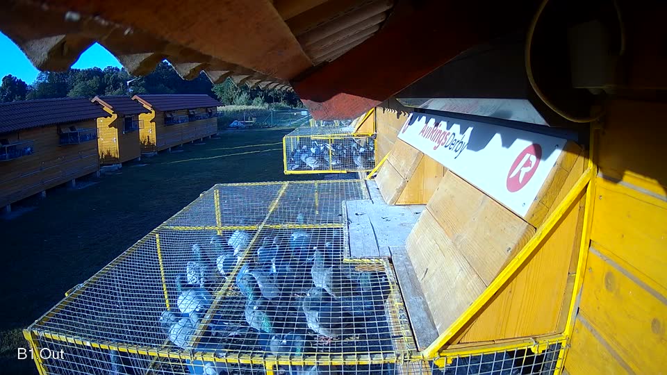 Pigeon Arrival Image For Race Race 2