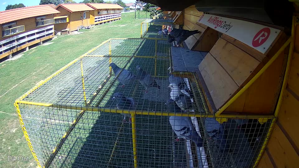 Pigeon Arrival Image For Race Race 2
