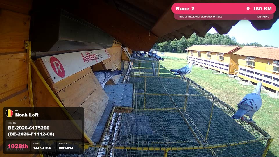 Pigeon Arrival Image For Race Race 2