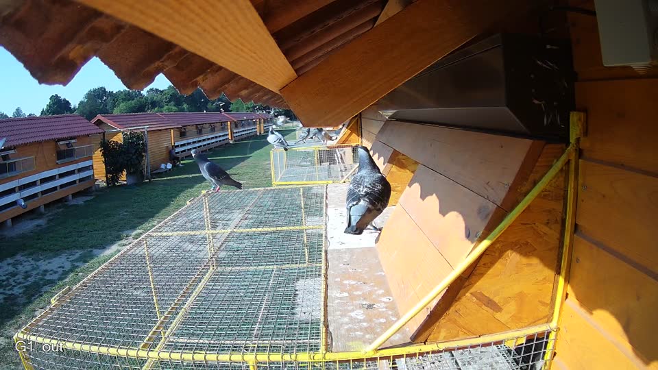 Pigeon Arrival Image For Race Race 1