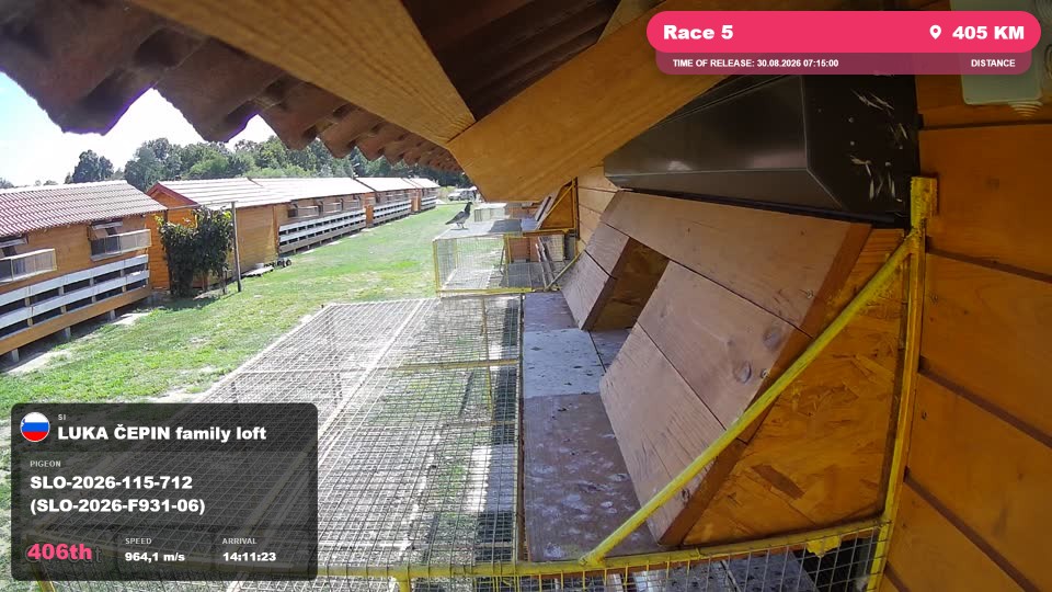 Pigeon Arrival Image For Race Race 5