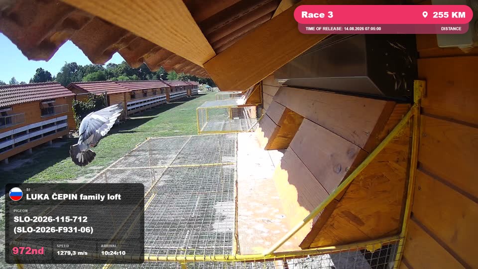 Pigeon Arrival Image For Race Race 3