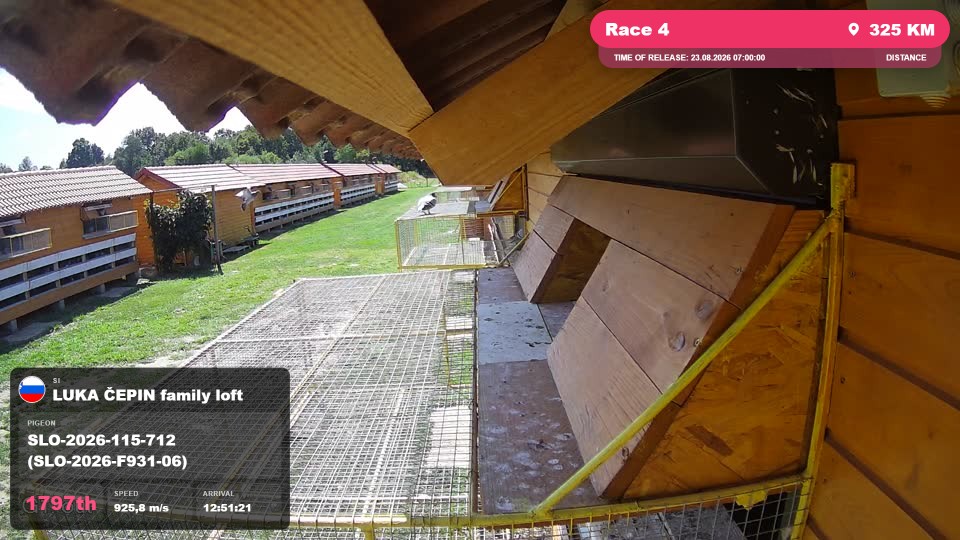 Pigeon Arrival Image For Race Race 4