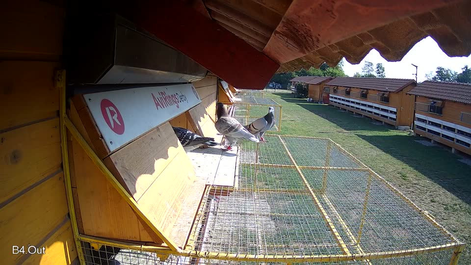 Pigeon Arrival Image For Race Race 1