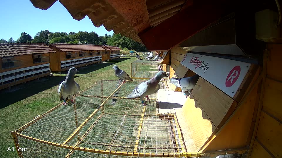 Pigeon Arrival Image For Race Race 3