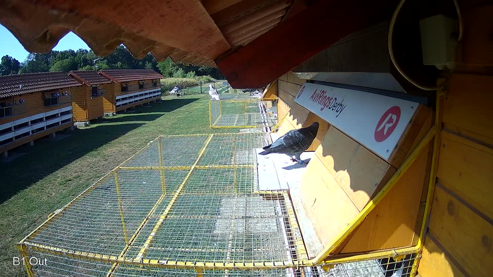 Pigeon Arrival Image For Race Race 2
