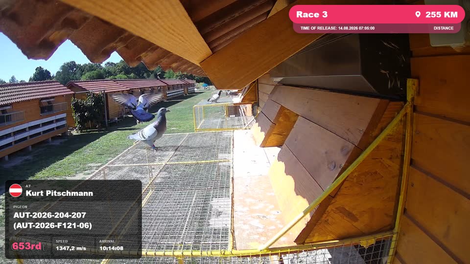 Pigeon Arrival Image For Race Race 3
