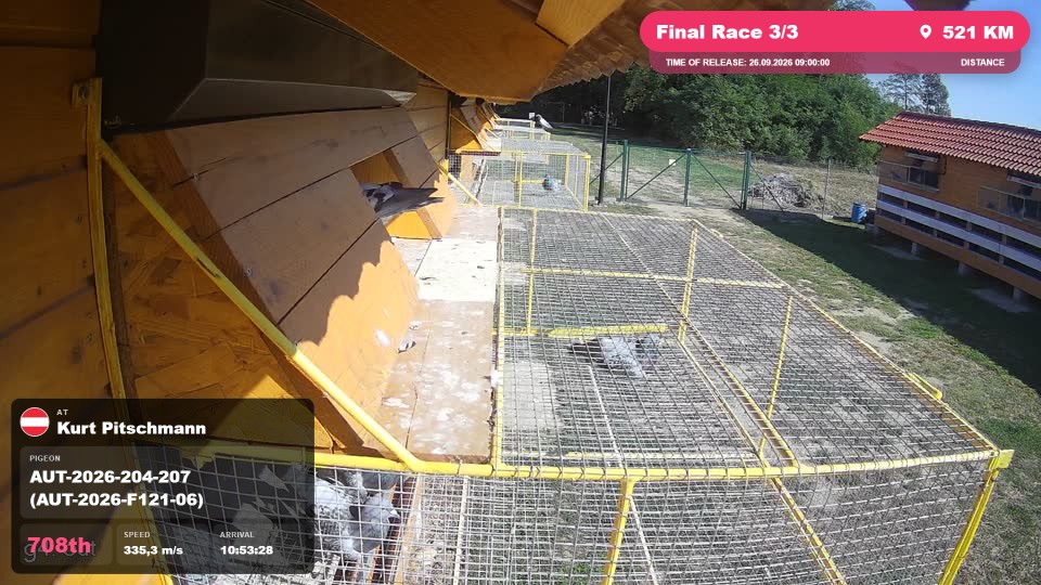 Pigeon Arrival Image For Race Final Race 3/3