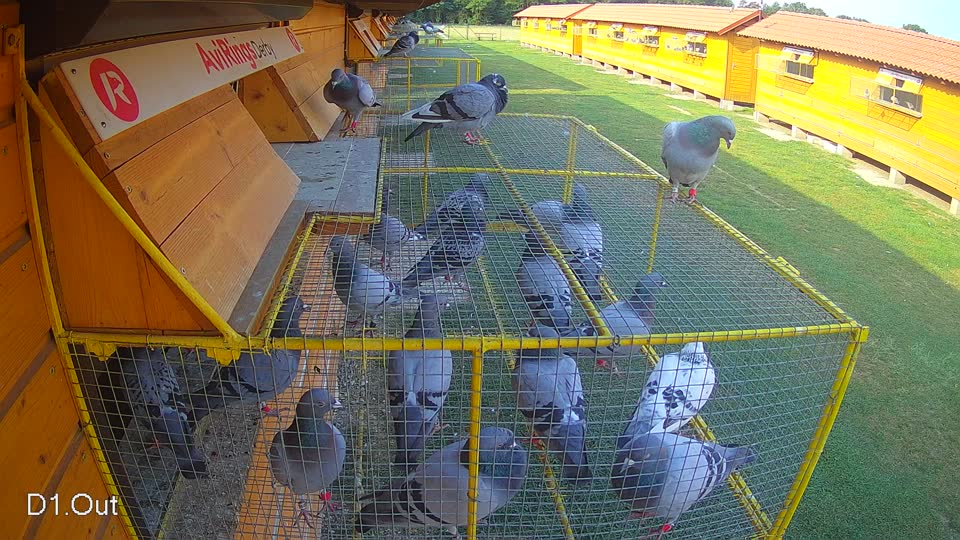 Pigeon Arrival Image For Race Race 4
