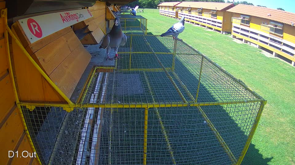 Pigeon Arrival Image For Race Race 2