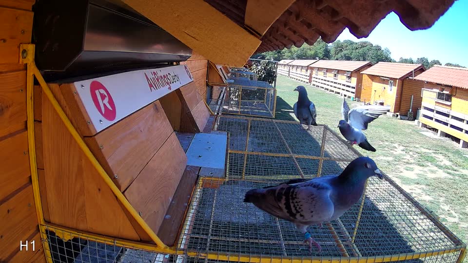 Pigeon Arrival Image For Race Race 3