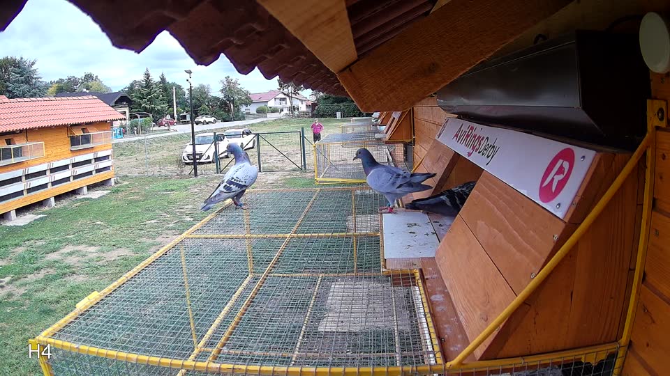 Pigeon Arrival Image For Race Race 4