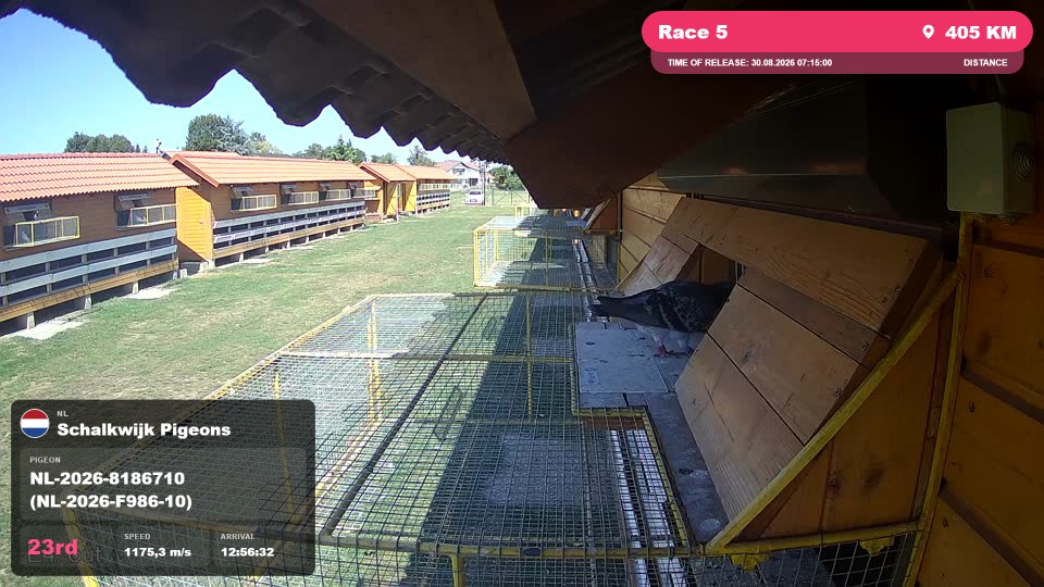 Pigeon Arrival Image For Race Race 5