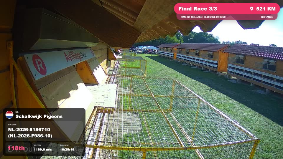 Pigeon Arrival Image For Race Final Race 3/3
