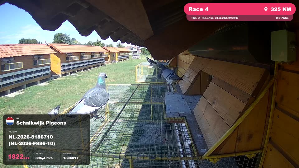 Pigeon Arrival Image For Race Race 4
