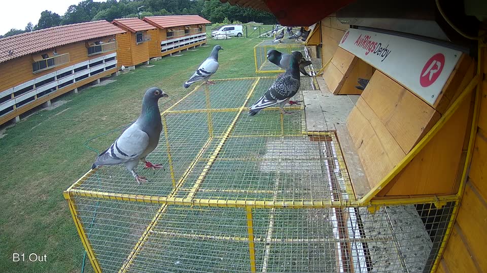Pigeon Arrival Image For Race Race 3