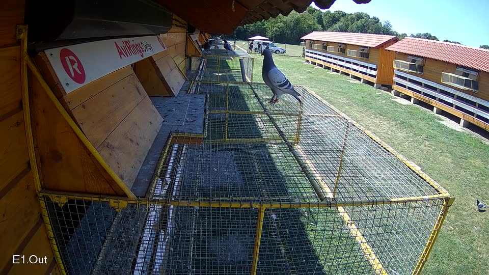 Pigeon Arrival Image For Race Race 5