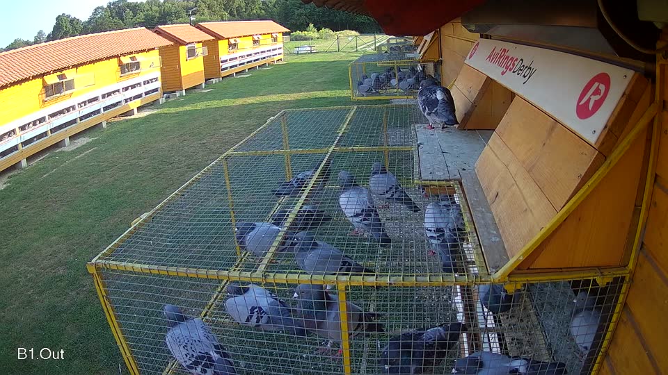 Pigeon Arrival Image For Race Race 3