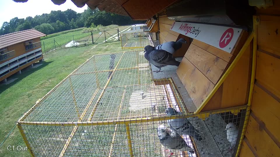 Pigeon Arrival Image For Race Race 4