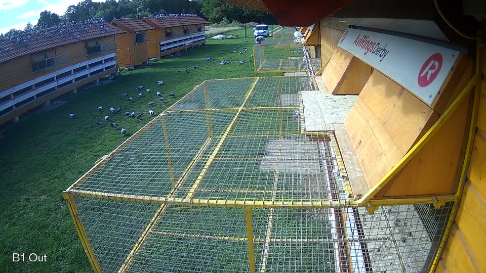 Pigeon Arrival Image For Race Final race 1