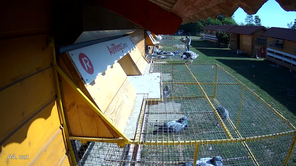 Pigeon Arrival Image For Race Race 5