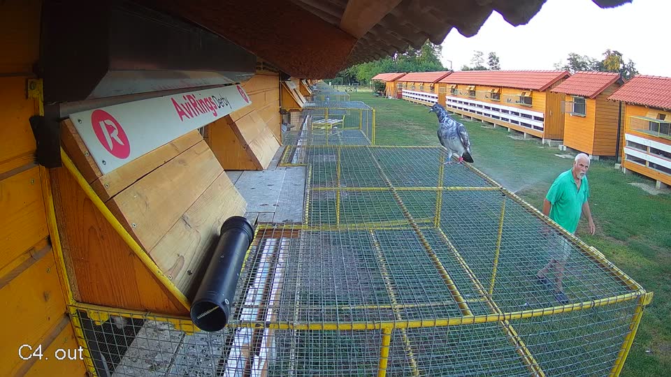 Pigeon Arrival Image For Race Race 2