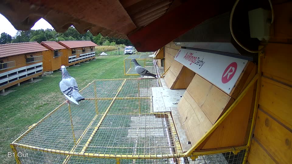 Pigeon Arrival Image For Race Race 4