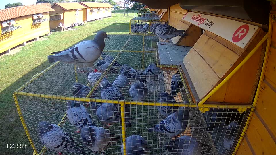 Pigeon Arrival Image For Race Race 3