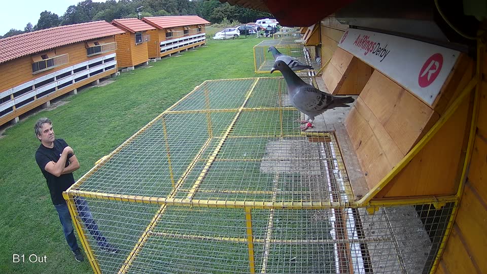 Pigeon Arrival Image For Race Final race 2