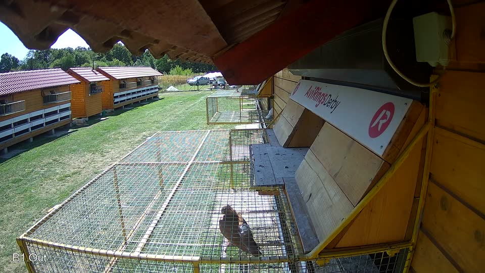 Pigeon Arrival Image For Race Race 5