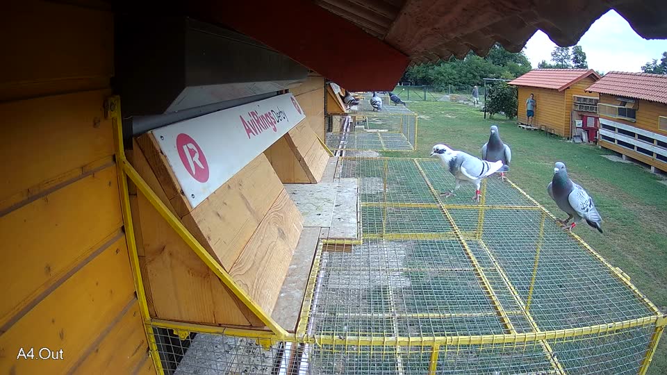 Pigeon Arrival Image For Race Race 3