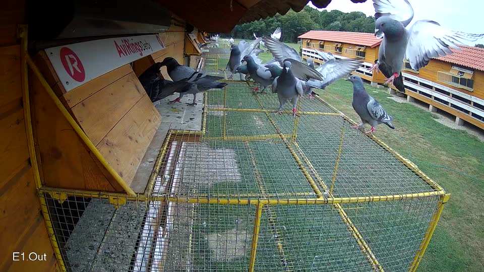 Pigeon Arrival Image For Race Race 3
