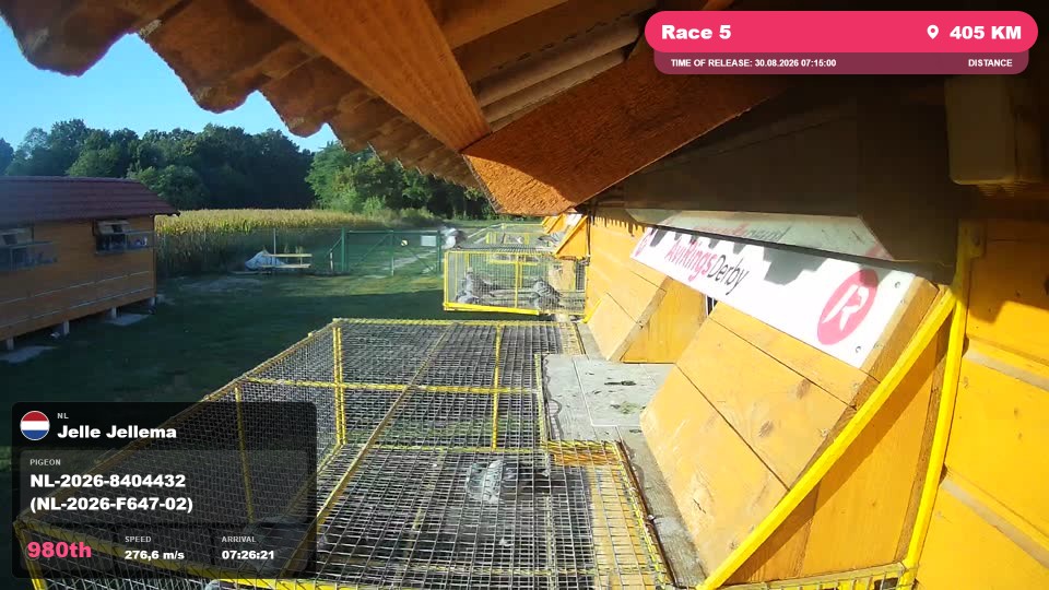 Pigeon Arrival Image For Race Race 5
