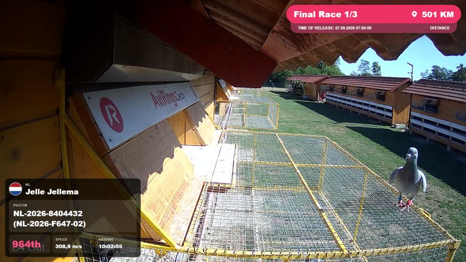Pigeon Arrival Image For Race Final Race 1/3