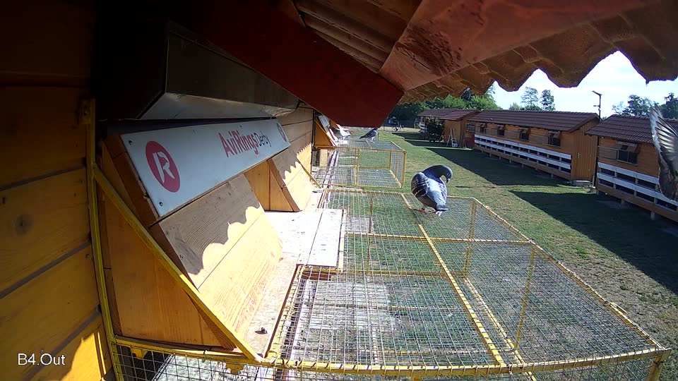 Pigeon Arrival Image For Race Race 2